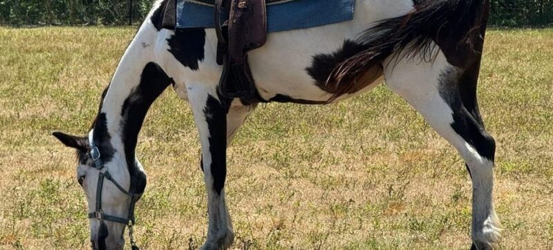 Harmony Horse Riding of Miami - What You Can Expect from Harmony Horse Riding