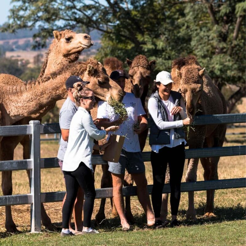 Harrisville: Summer Land Camel Farm Tour with Tasting - An Honest Look at the Harrisville Camel Farm Tour