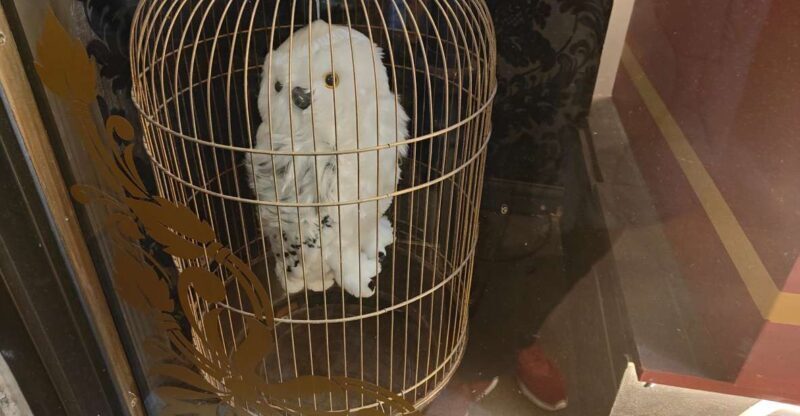 Harry Potter in London - Private Walking Tour - Who Should Consider This Tour?