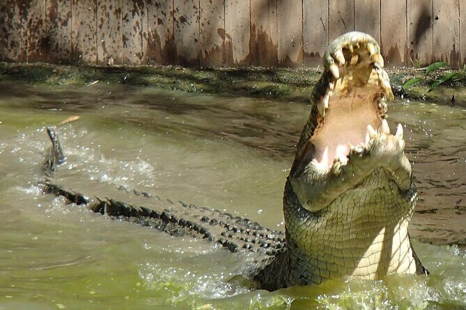 Hartley's Crocodile Adventures Day Trip from Palm Cove - FAQ