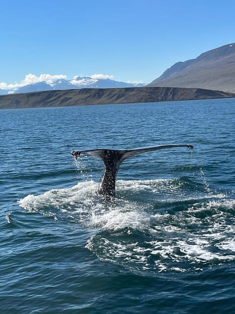 Hauganes: Whale Watching North Iceland - Final Thoughts
