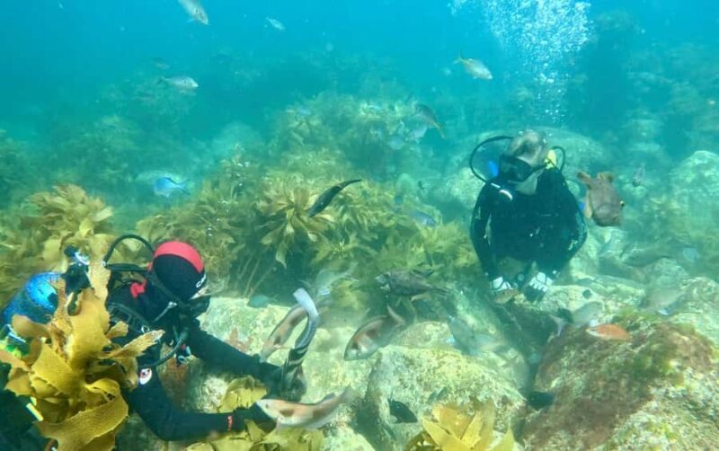 Hauraki Gulf: Hammerhead Experience Dive Charter - What’s Included and How the Day Unfolds