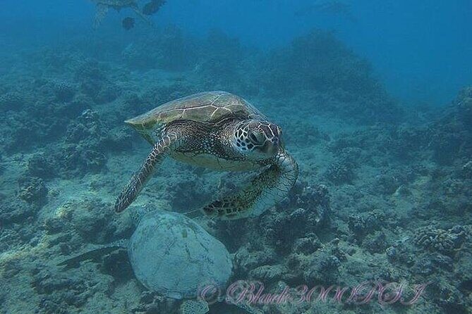 Hawaii DISCOVER Beginner + Certified 2 Tank Shallow Scuba Diving - The Experience: Pros and Cons