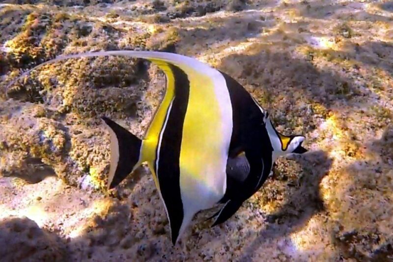 Hawaii: Pu'uhonua O Honaunau & Kealakekua Bay Snorkel Tour - Final Thoughts