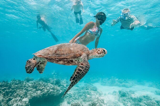 Hawaii Snorkeling with Turtles Boat Tour in Waikiki - What to Expect from the Tour
