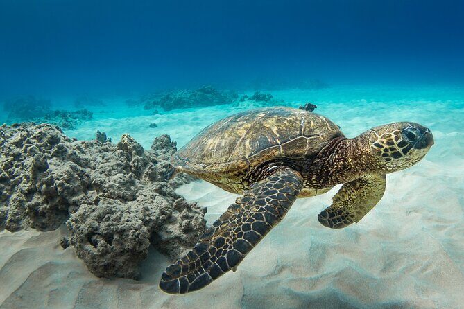 Hawaii Snorkeling with Turtles Boat Tour in Waikiki - How the Reviews Shape Your Expectations