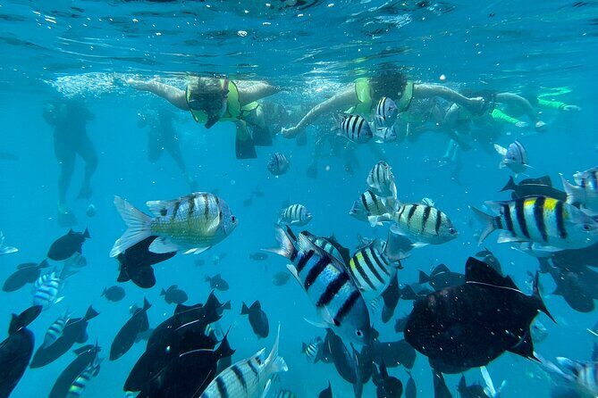 Hawaii Snorkeling with Turtles Boat Tour in Waikiki - FAQs