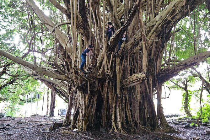 Hawaii Volcanoes, Waterfalls, Beaches & Hilo Highlights Day Tour - Potential Drawbacks