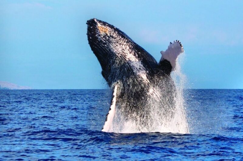 Hawaii: Waikoloa Whale Watch - How the Tour Fits into Your Hawaii Trip