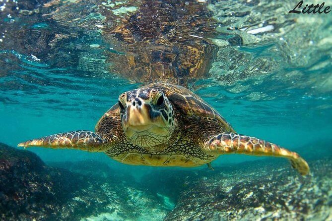 Hawaiian Outrigger Canoe Cultural and Turtle Tour - What You Can Expect on the Tour
