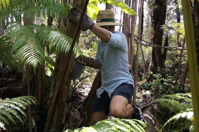 Hawaiian Rainforest Banana Cultivation Experience - A Genuine Look at the Hawaiian Rainforest Banana Cultivation Experience