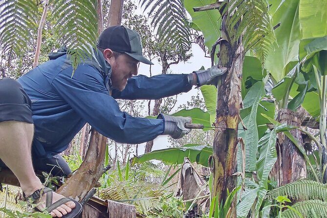 Hawaiian Rainforest Banana Cultivation Experience - Exploring the Rainforest Banana Cultivation Experience