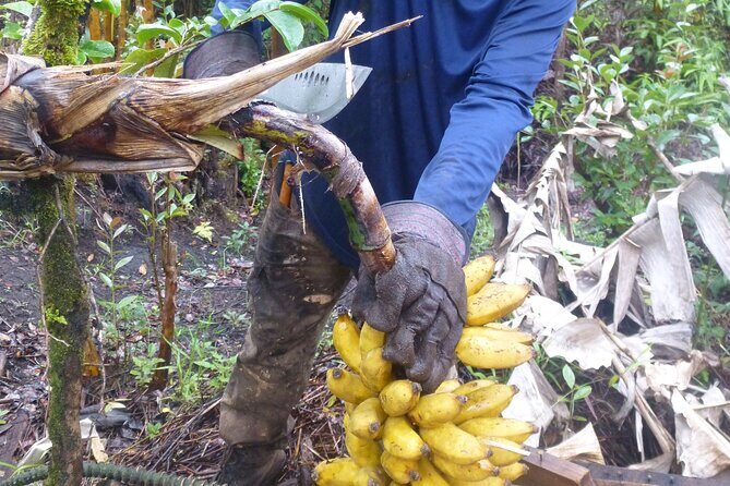 Hawaiian Rainforest Banana Cultivation Experience - FAQ