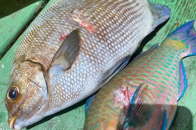 Hawaiian Reef Spearfishing Lesson for Beginners - The Real Experience: What Do Travelers Say?