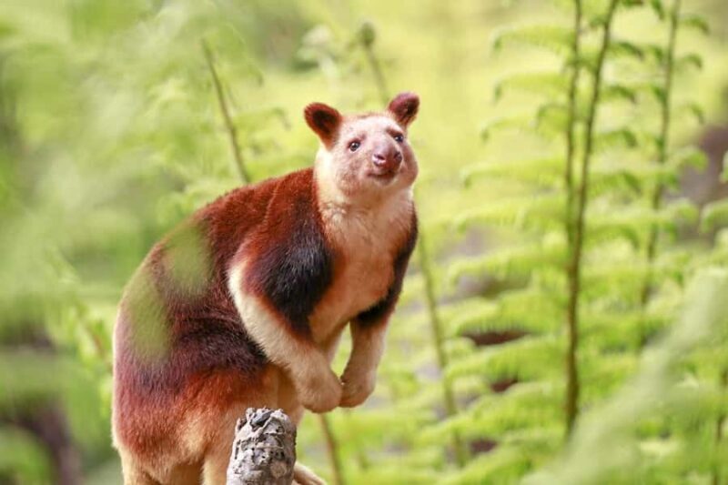 Healesville Sanctuary: General Admission Ticket - Who Will Love This Experience?