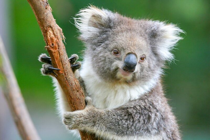 Healesville Sanctuary: General Admission Ticket - Final Thoughts