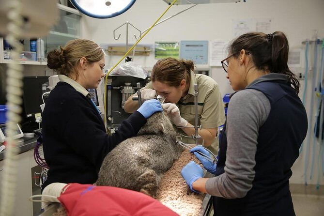 Healesville Sanctuary General Entry Ticket - What’s Not Included