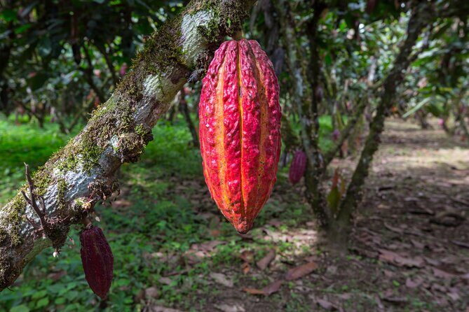 Healing Cacao Ceremony in Palm Springs - The Location & Practicalities