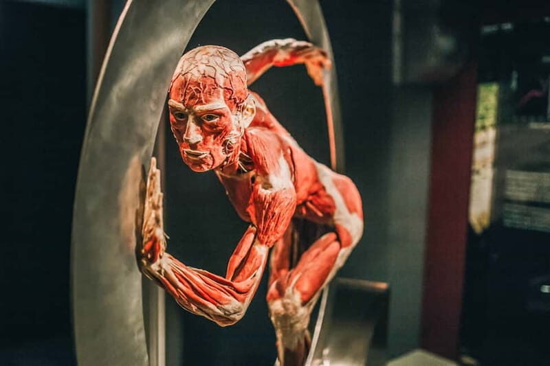 Heidelberg: BODY WORLDS Museum Entry Ticket - Key Points