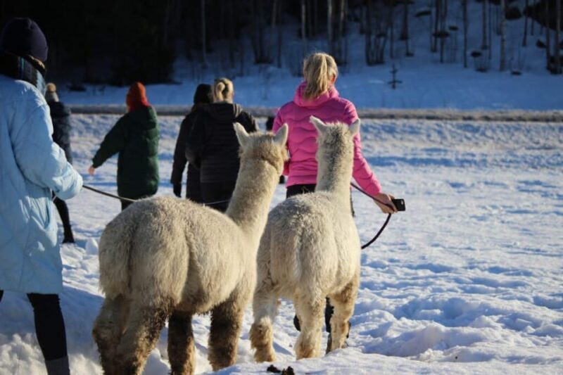 Helsinki: Alpaca Farm Tour with Guided Walk (private) - An in-depth look at the Helsinki Alpaca Farm Tour