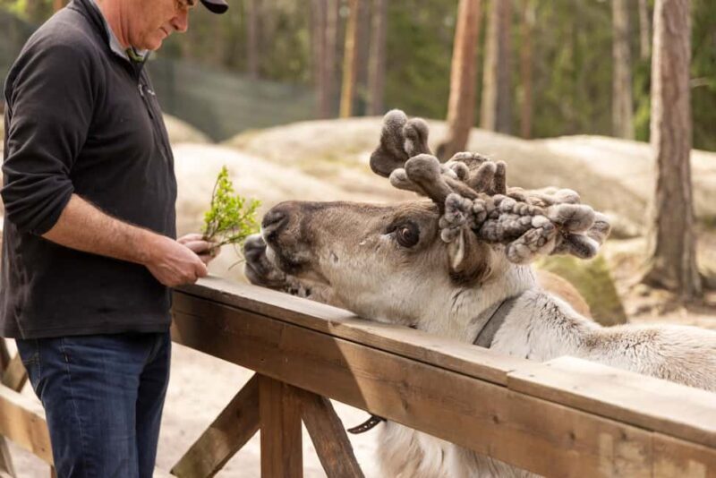Helsinki: Buggy Ride, Reindeer Farm Visit, and Picnic - Who Might Want to Skip It?
