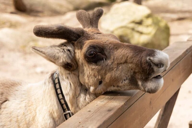 Helsinki: Buggy Ride, Reindeer Farm Visit, and Picnic - FAQs