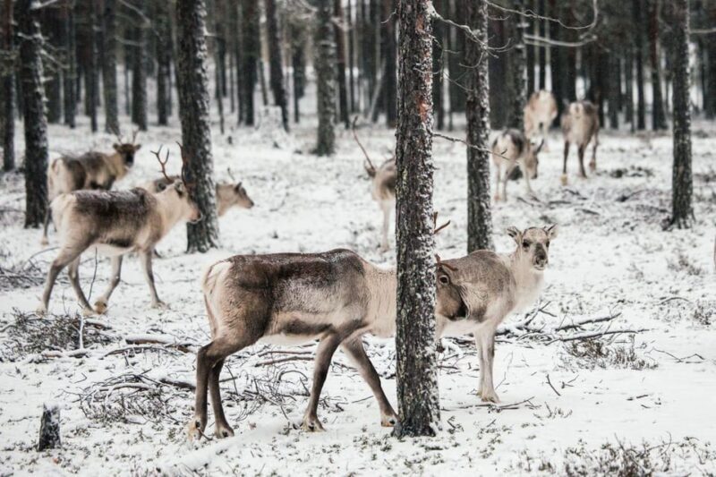Helsinki Highlights+Nuuksio Buggy Ride+Reindeer farm visit - Picnic in the Heart of Nature