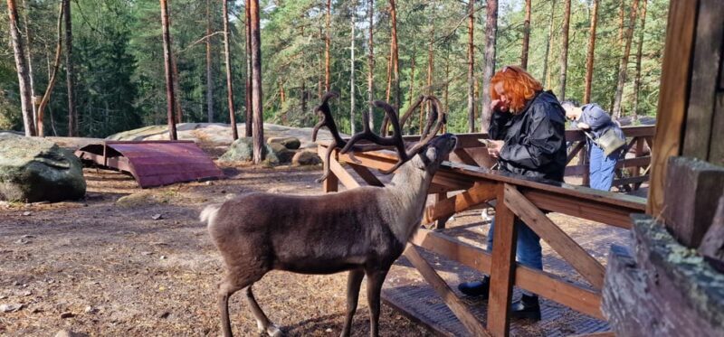 Helsinki Highlights+Nuuksio Buggy Ride+Reindeer farm visit - FAQs
