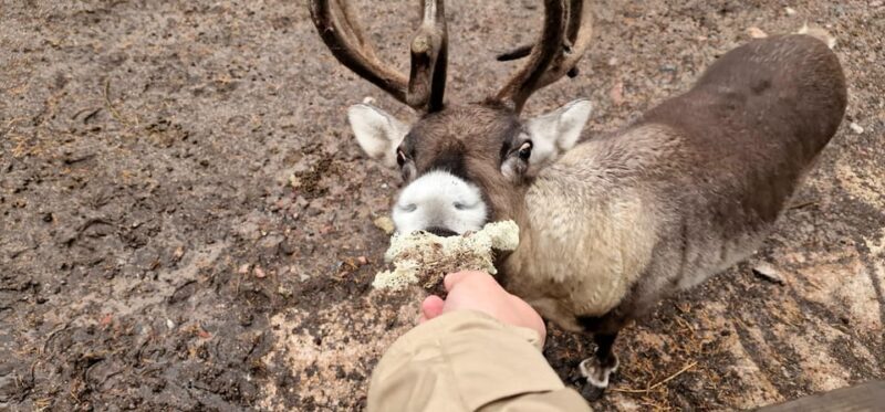 Helsinki Highlights+Nuuksio Buggy Ride+Reindeer farm visit - Final Thoughts