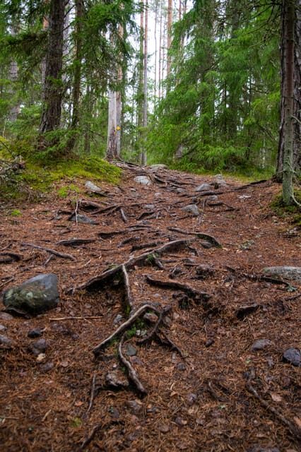 Helsinki: Nuuksio National park hiking with campfire lunch - What to Bring and Considerations