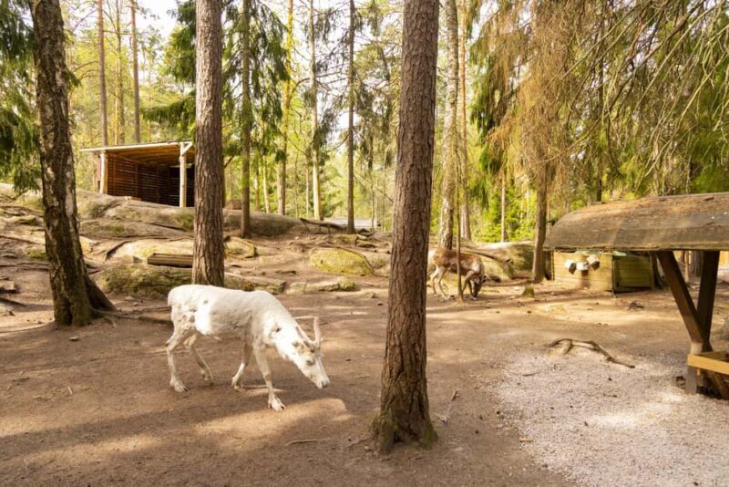 Helsinki: Reindeer Park visit and Buggy Adventure - Key Points