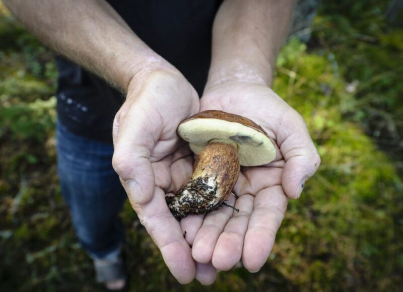 Helsinki: RIB Tour to Summer Cottage with BBQ and Sauna - Practical Tips for Making the Most of Your Day