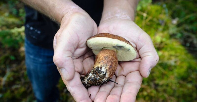 Helsinki: RIB Tour to Summer Cottage with BBQ and Sauna - Who Is This Tour Best For?