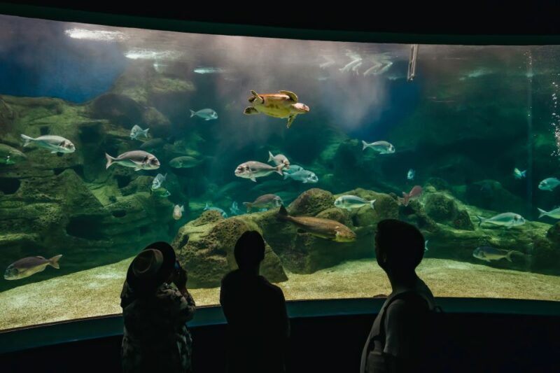 Heraklion Area: CRETAquarium Admission Ticket - Introduction