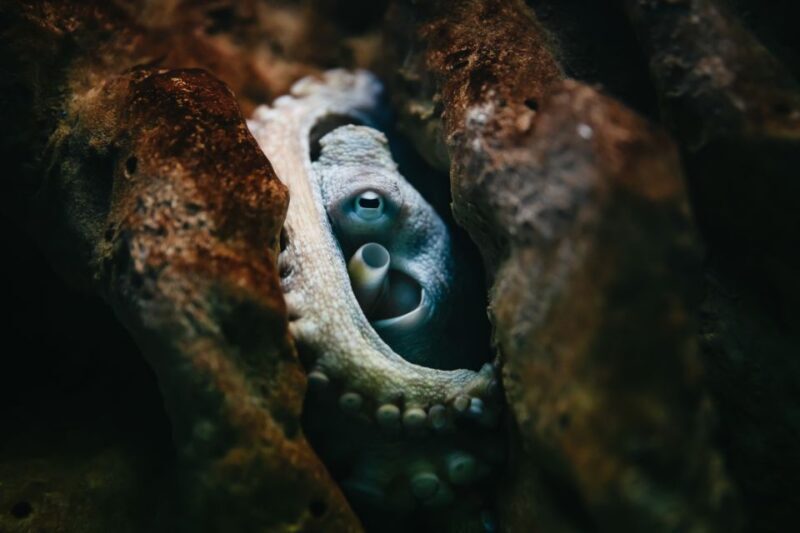 Heraklion Area: CRETAquarium Admission Ticket - The Real Value of the Entry Ticket