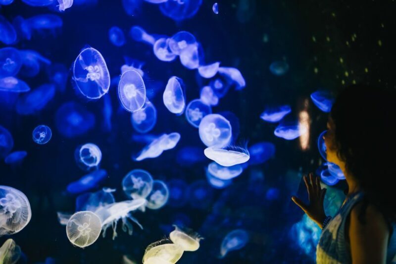 Heraklion Area: CRETAquarium Admission Ticket - The Experience: Pros and Cons