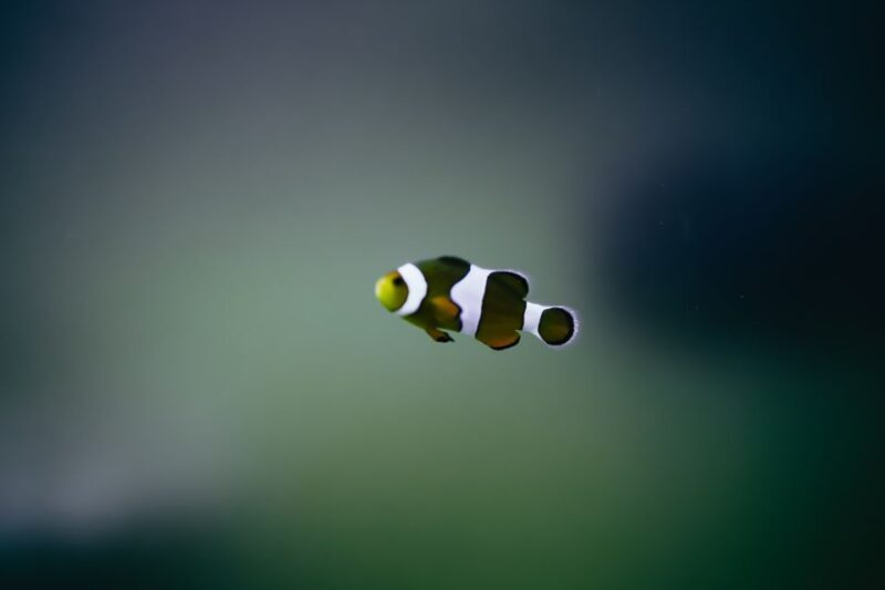 Heraklion Area: CRETAquarium Admission Ticket - How to Make the Most of Your Visit