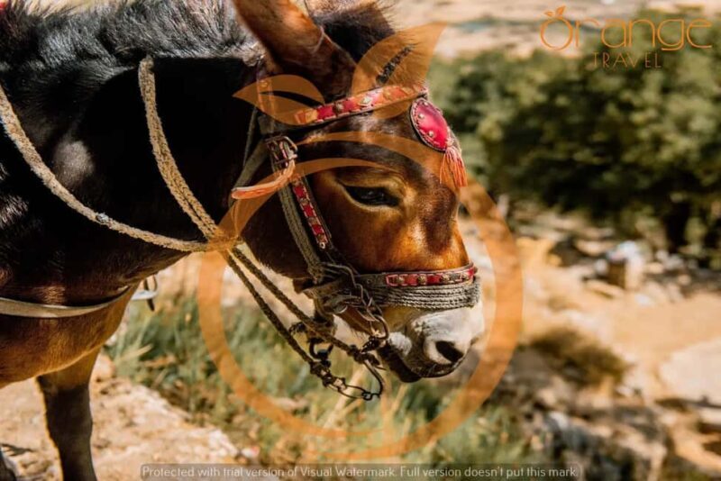 Heraklion areas :Half-Day Lasithi Plateau-Mythology Park - The Real Deal — What Travelers Say