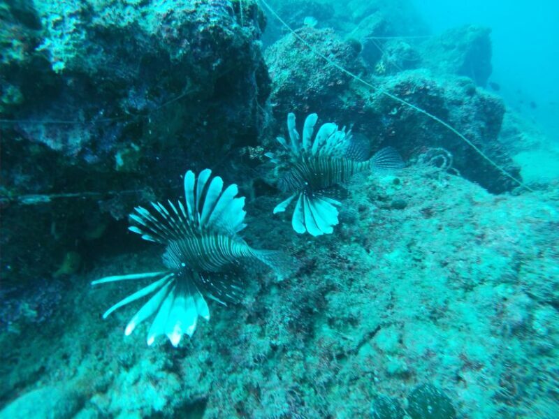 Heraklion: Beginner-Friendly Snorkeling Trip - FAQ