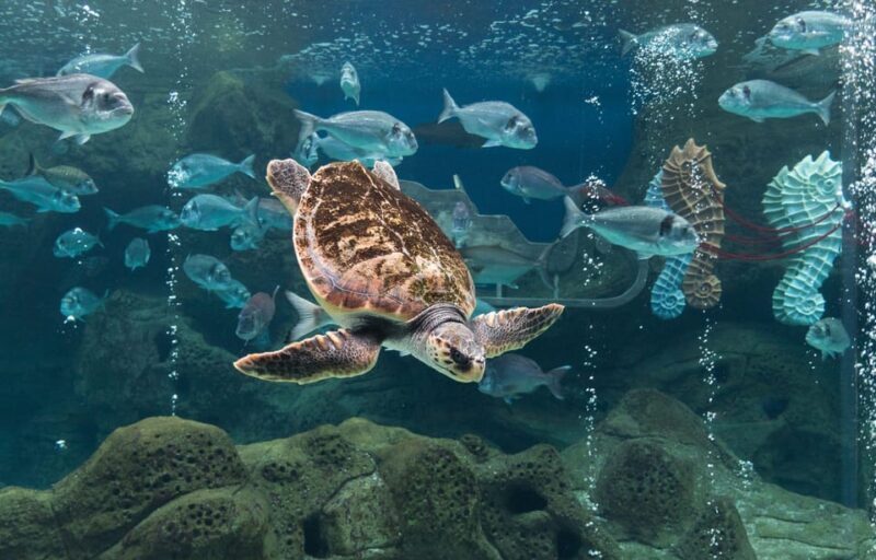 Heraklion: Family Fun Day with Dinosauria and CRETAquarium - A Closer Look at the Tour Experience