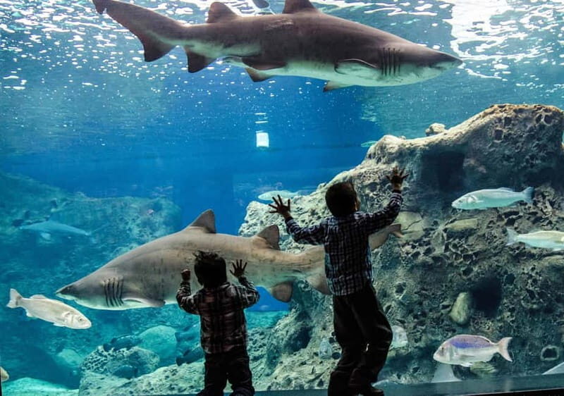 Heraklion: Heraklion Market & CretAquarium *SKIP The Line - What Works Well in This Tour