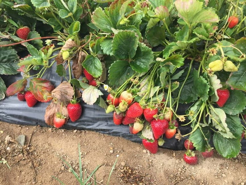 Heraklion: Knossos, Zeus, Villages & Olive Oil Factory Tour - Key Points