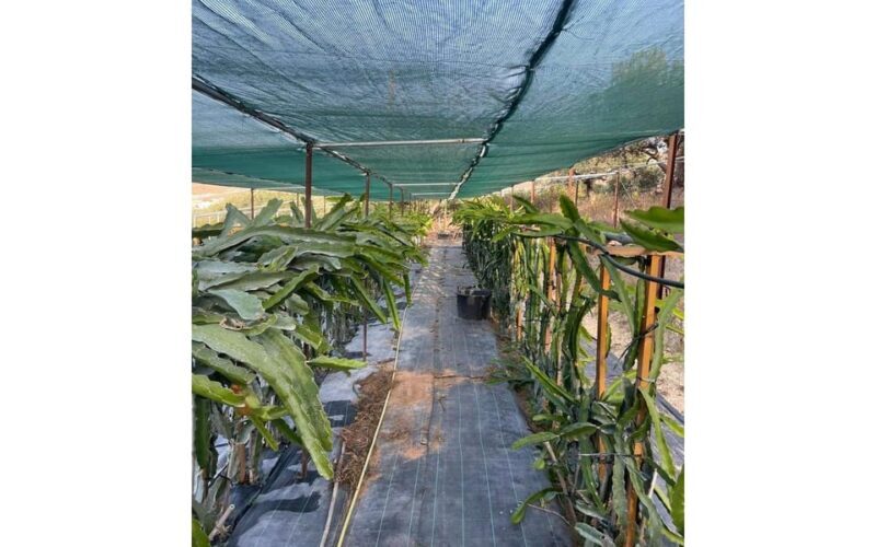 Heraklion :Olive & Dragon Farm Tour & Cretan Farmers Brunch - FAQ