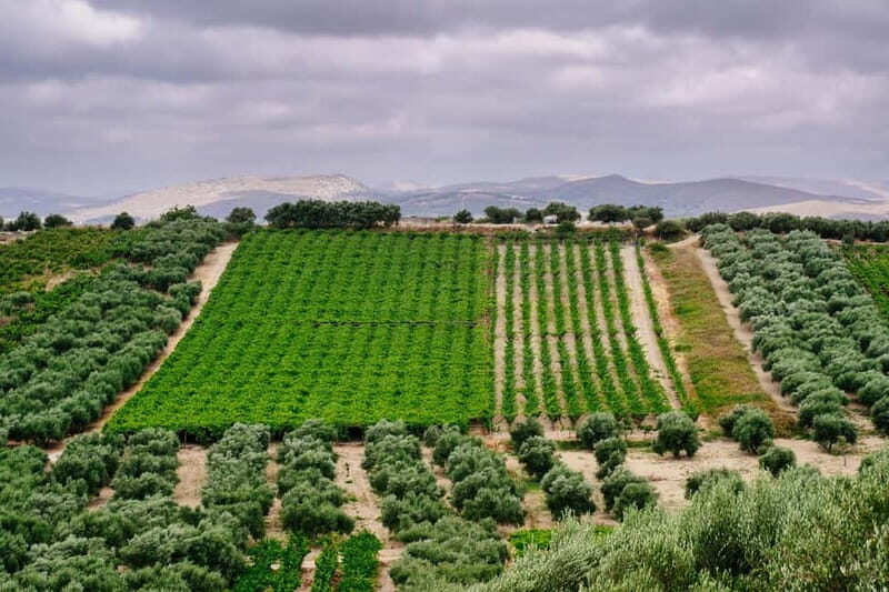 Heraklion: Olive oil and Wine Tour with Lunch - Who Should Consider This Tour?