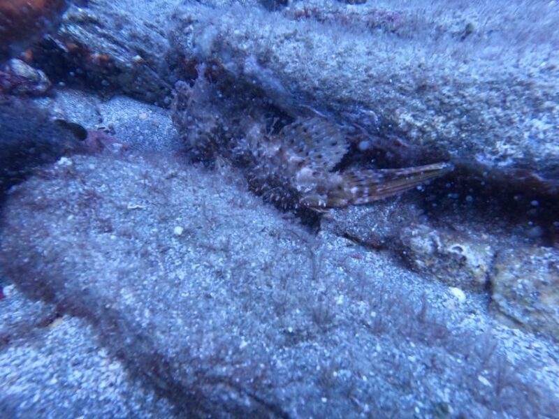 Heraklion: Scuba Diving Experience for Beginners - What’s the Experience Like?