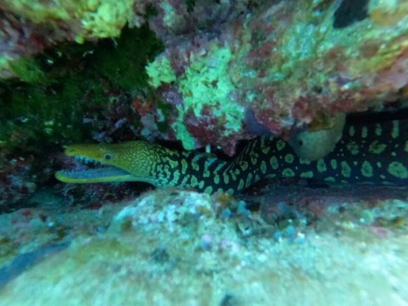 Heraklion: Scuba Diving Experience for Beginners - Who Should Consider This Tour?