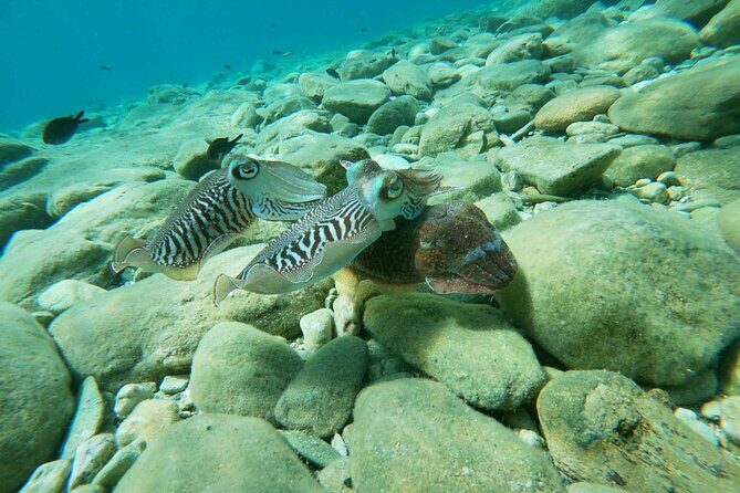 Heraklion: Scuba Diving Experience for Beginners - The Experience Through Review Eyes