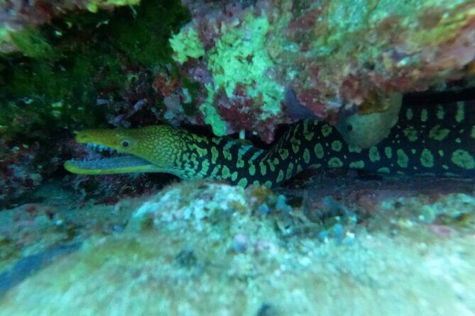 Heraklion: Scuba Diving Experience for Beginners - Final Thoughts