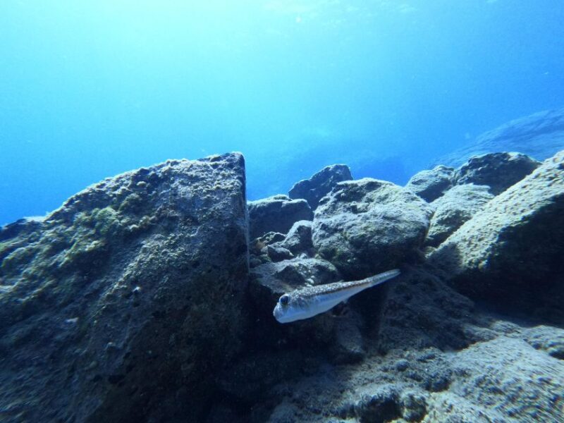 Heraklion: Try Scuba Diving For Beginners (1 dive) - Pickup and Transportation