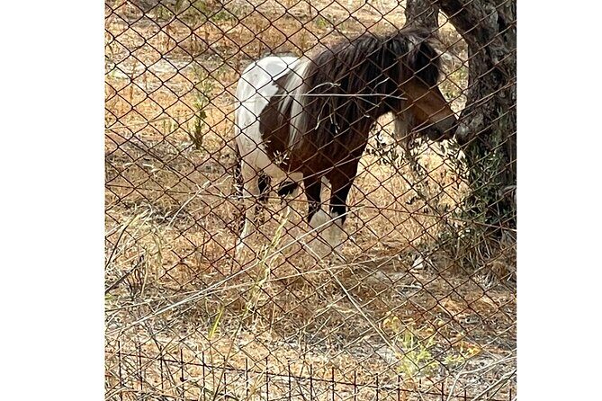 Heraklion:Olive & Dragon Fruit Farm Tour & Cretan Farmers Brunch - Key Points